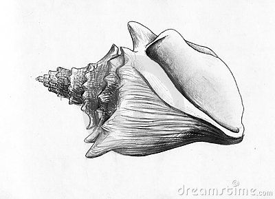 400x289 Sea Shell - Conch Drawing