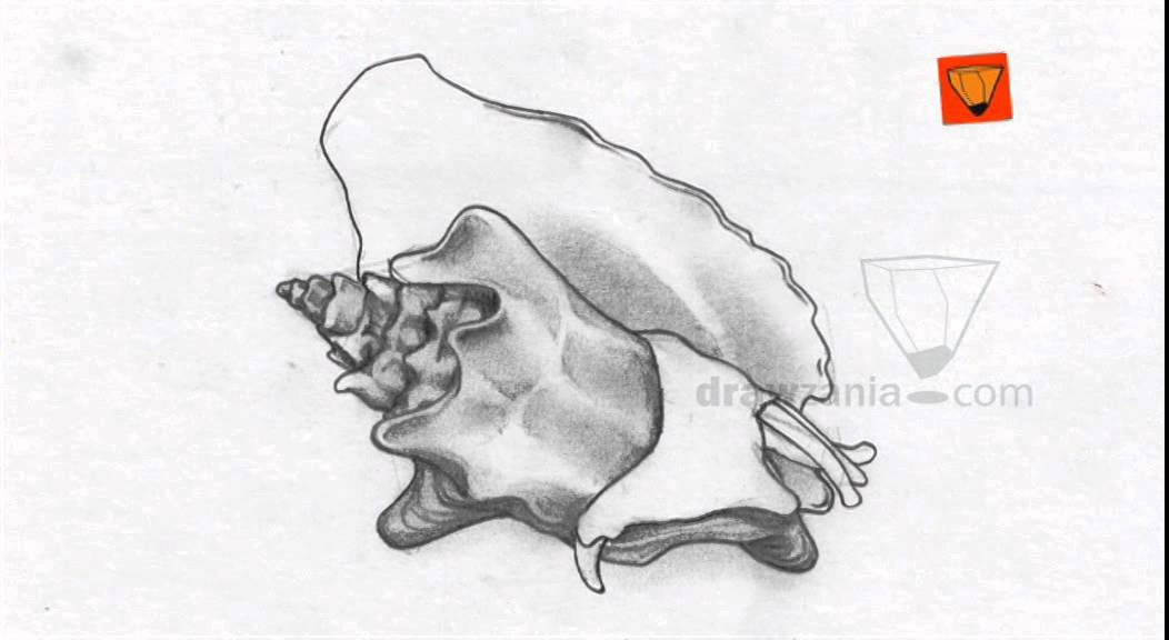 1052x576 animal drawing intermediate queen conch - Conch Drawing