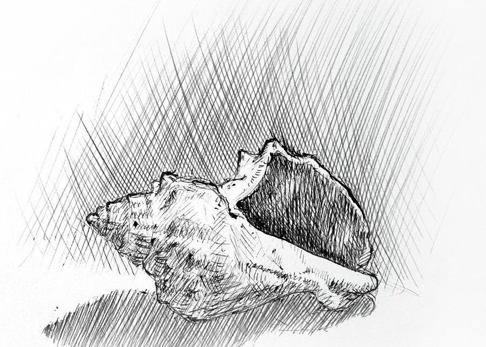 700x500 conch a pen and ink drawing greeting card for sale - Conch Drawing
