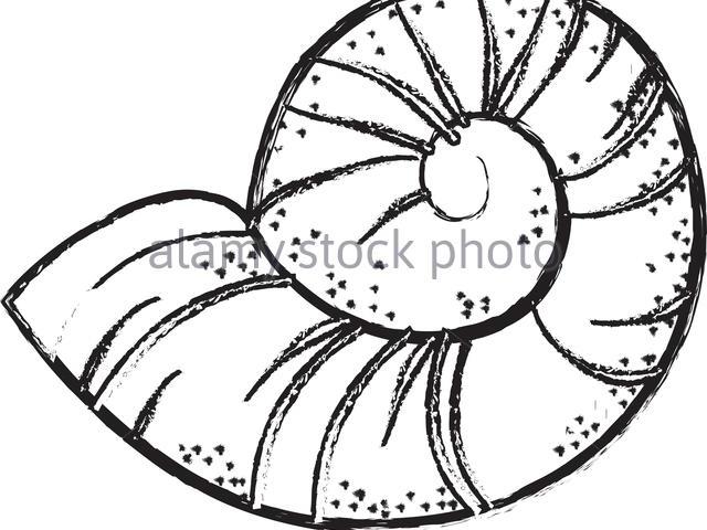640x480 Conch Shell Drawing - Conch Shell Drawing