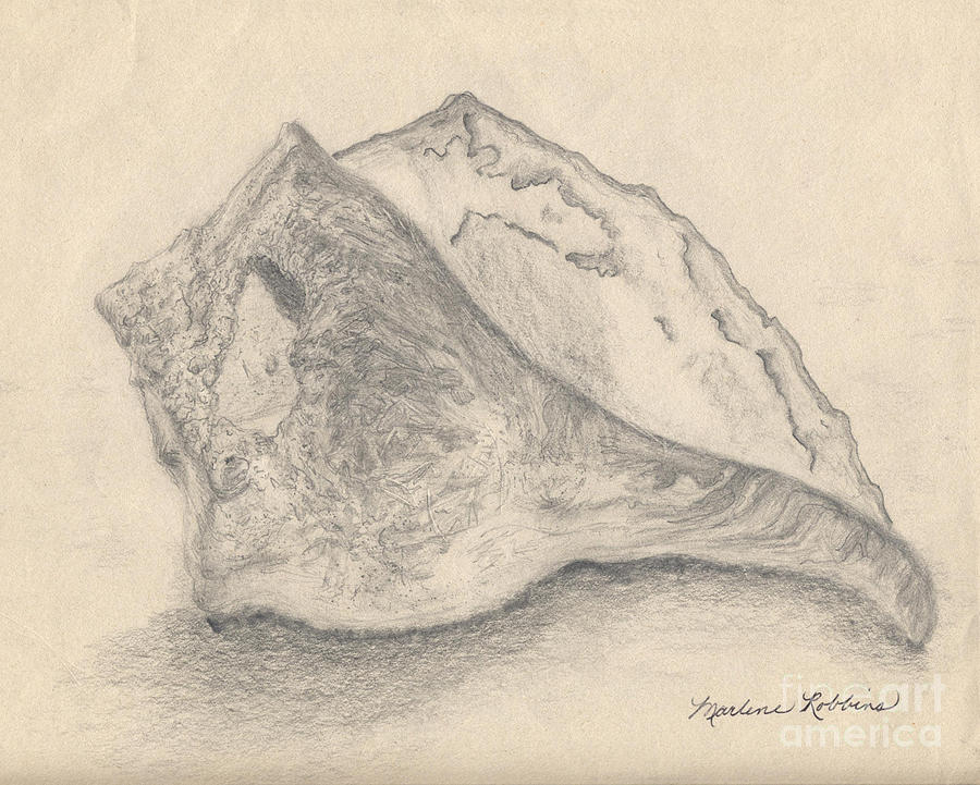 900x721 Conch Shell Drawing - Conch Shell Drawing