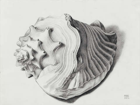 480x360 Conch Shell - Conch Shell Drawing