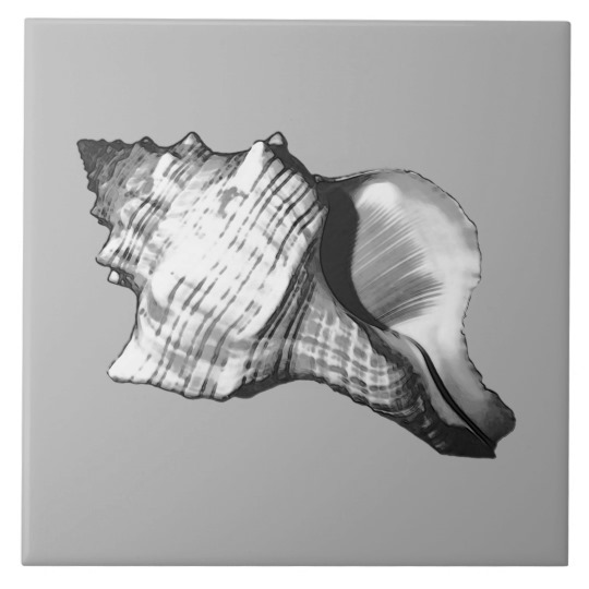 Conch Shell Drawing at PaintingValley.com | Explore collection of Conch