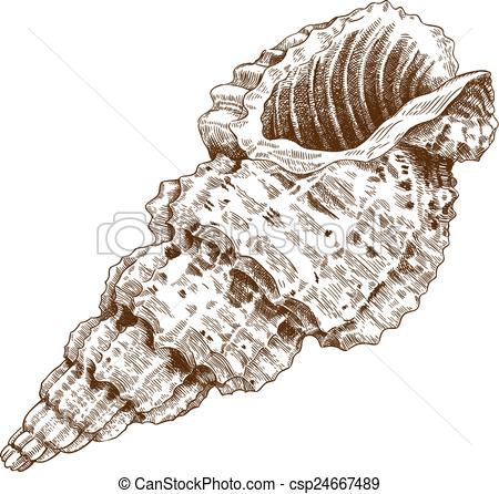 450x446 Engraving Antique Illustration Of A Conch Shell Isolated On White - Conch Shell Drawing