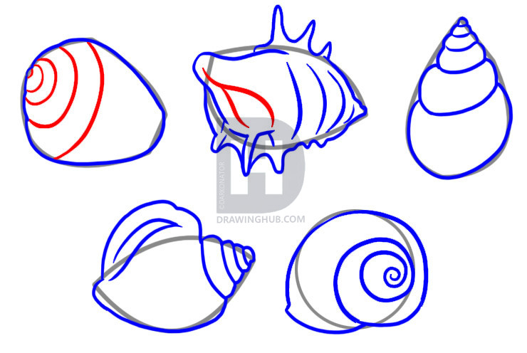 740x496 How To Draw Shells, Step - Conch Shell Drawing