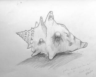 311x250 Conch Shell - Conch Shell Drawing