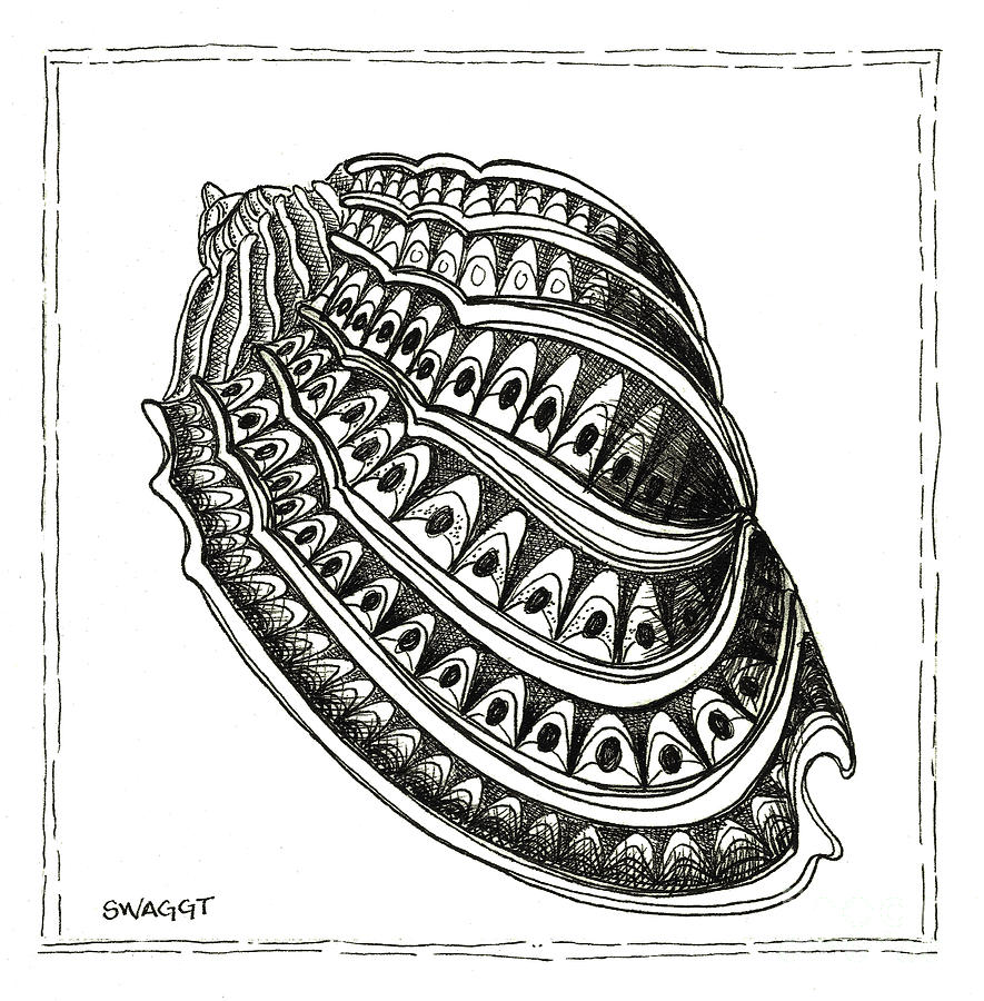 885x900 Conch Shell Drawing - Conch Shell Drawing