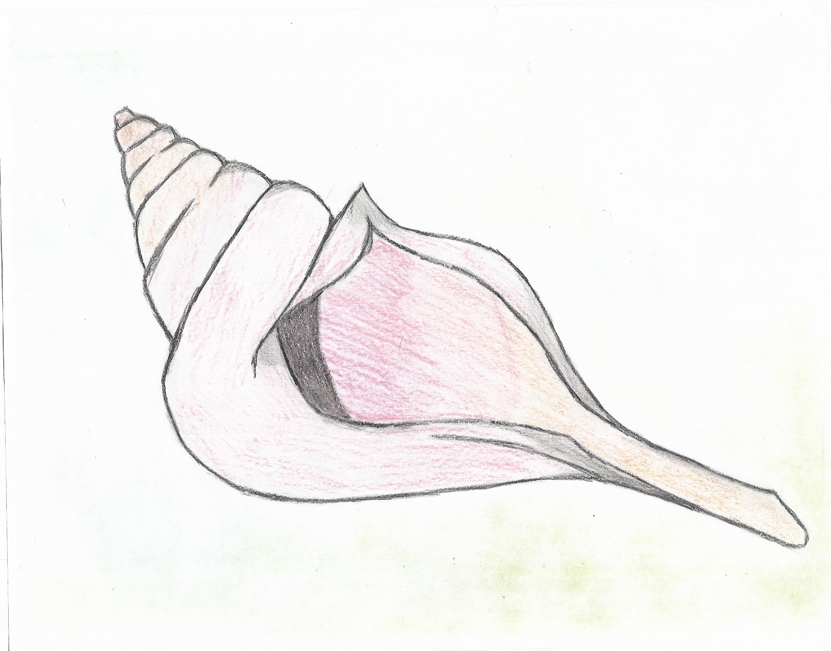 1627x1275 Conch Shell Drawing - Conch Shell Drawing