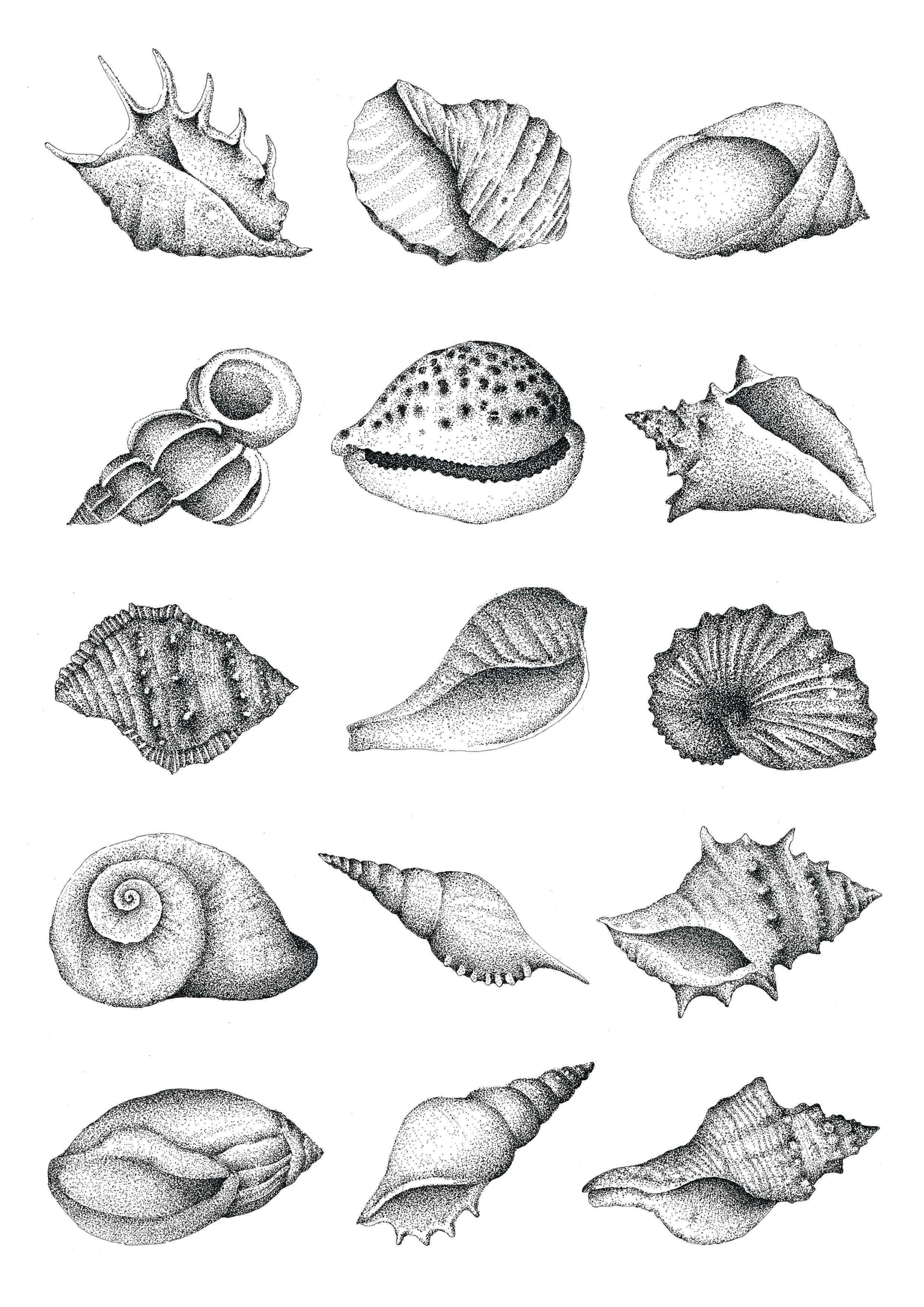 Conch Shell Line Drawing at PaintingValley.com | Explore collection of