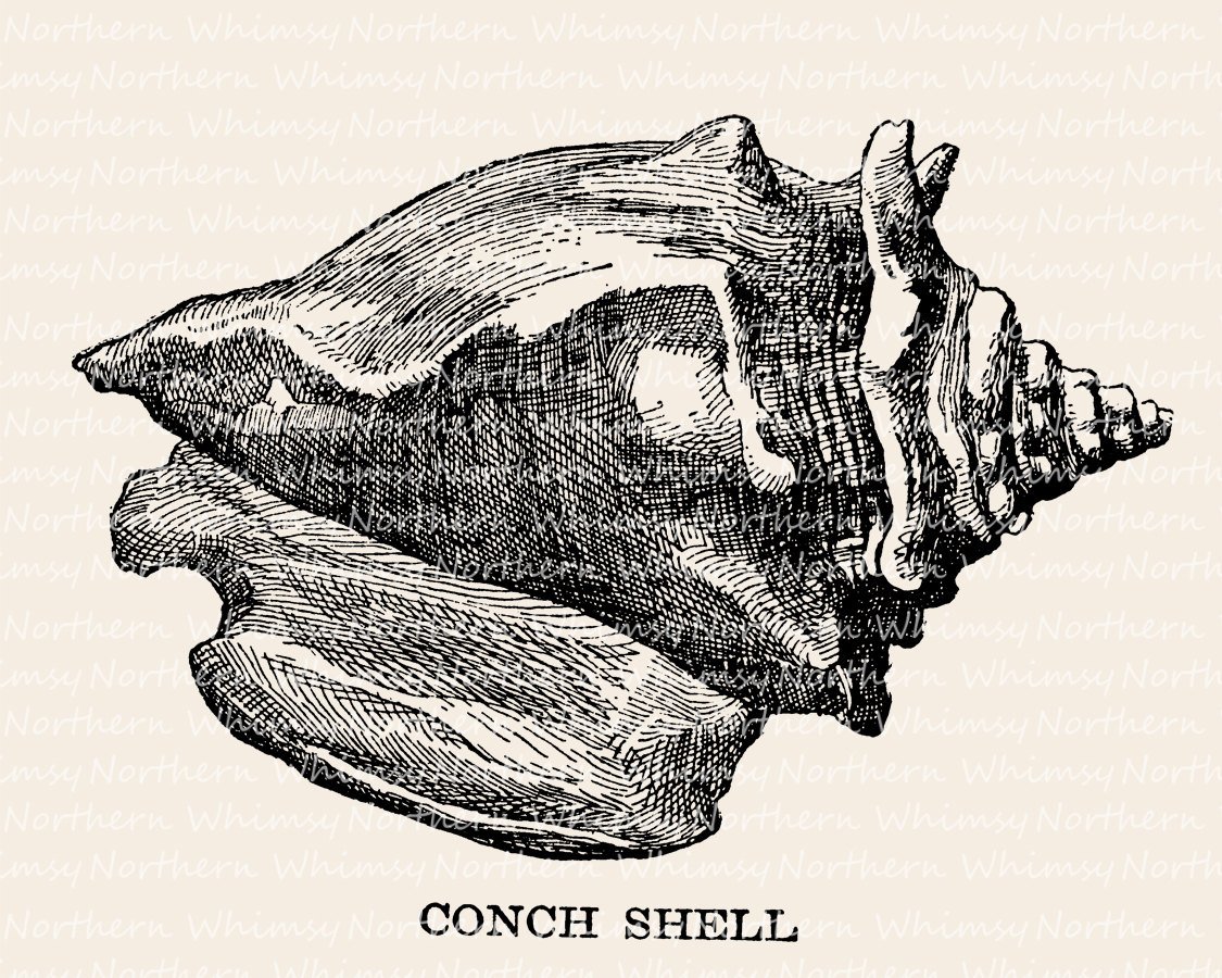 1125x900 conch shell clip art nautical clip art ocean clip art etsy - Conch Shell Line Drawing
