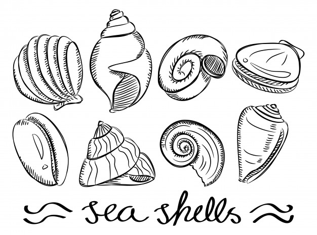 626x465 conch shell vectors, photos and free download - Conch Shell Line Drawing