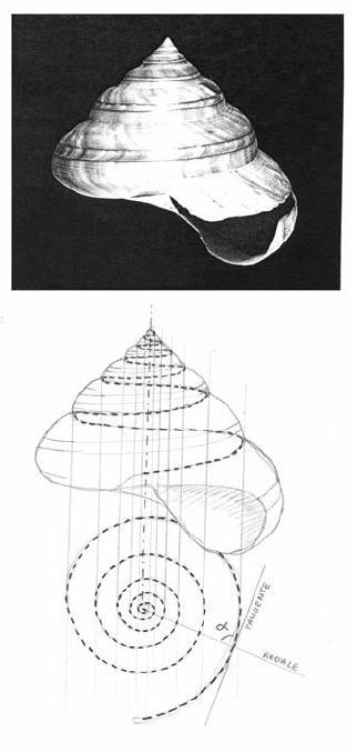 322x677 from a conch shell - Conch Shell Line Drawing