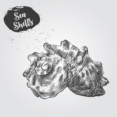400x400 hand drawn sea shell sketch isolated on white background - Conch Shell Line Drawing