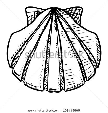 450x470 how to draw a conch shell - Conch Shell Line Drawing