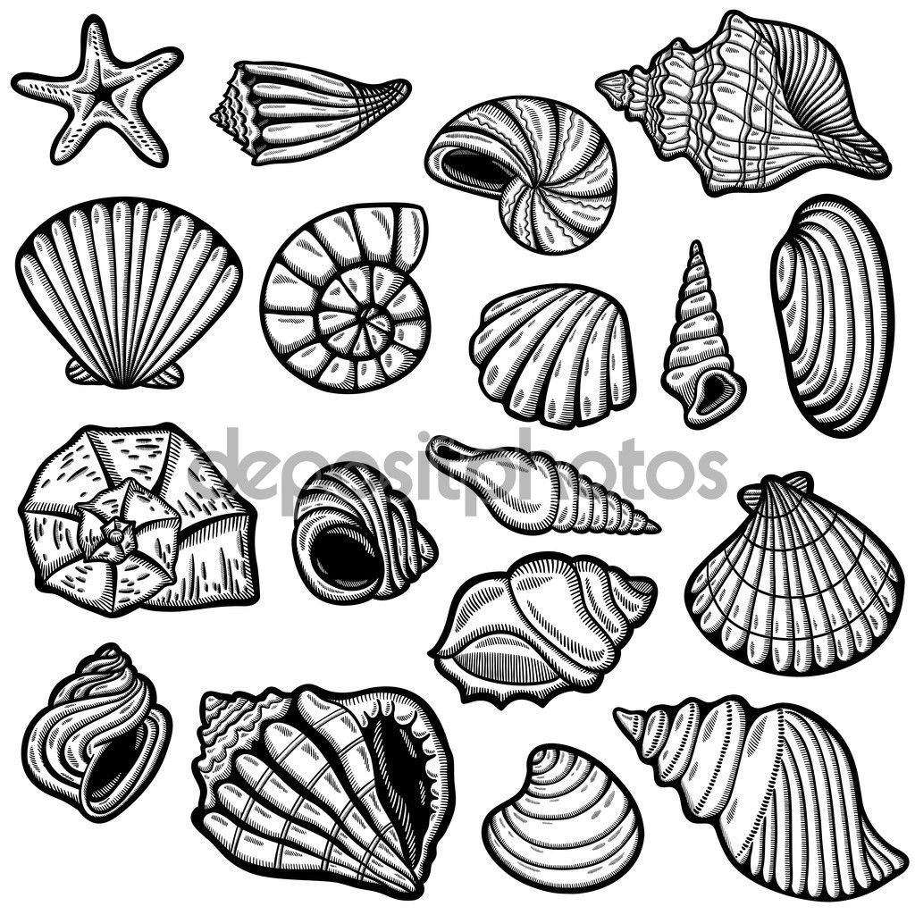 1024x1024 image result for sea shell line drawing block printing - Conch Shell Line Drawing