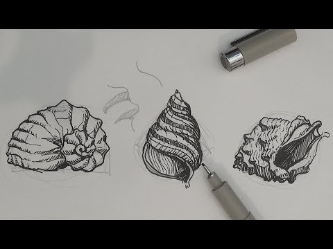 480x360 Pen And Ink Drawing Tutorials How To Draw Sea Shells - Conch Shell Line Drawing