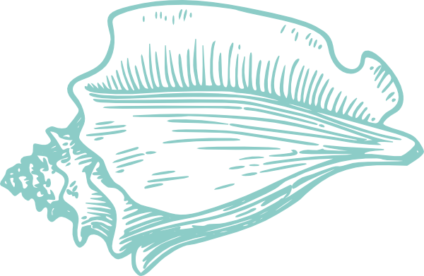 600x391 perfect teal conch shell clip art - Conch Shell Line Drawing