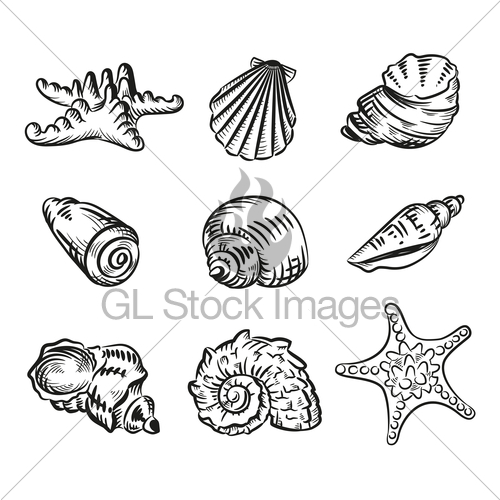 Conch Shell Line Drawing at PaintingValley.com | Explore collection of ...