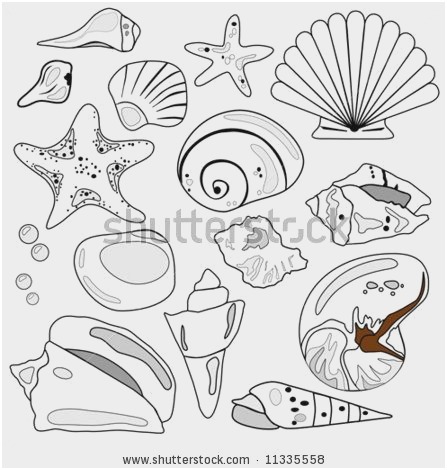 447x470 Seashell Coloring - Conch Shell Line Drawing