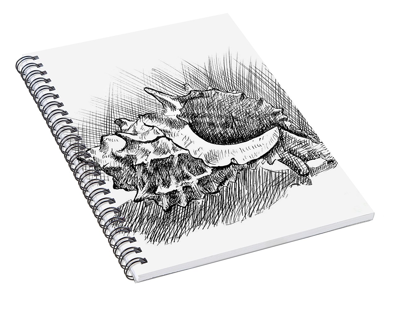 1287x1000 spiky conch shell a pen and ink drawing spiral notebook for sale - Conch Shell Line Drawing