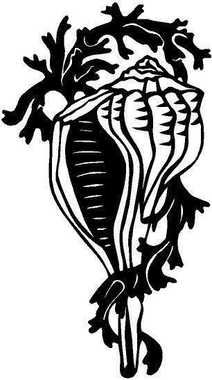 306x547 conch sea shell vinyl decal sticker car boat window ebay - Conch Shell Line Drawing