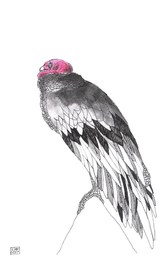 575x900 Condor Drawing - Condor Drawing