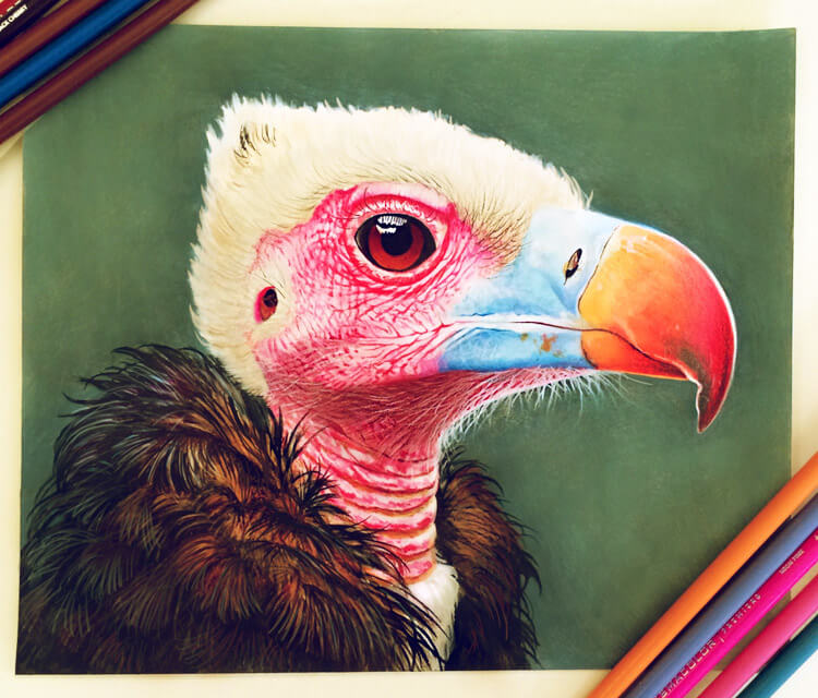 750x640 Condor Drawing - Condor Drawing