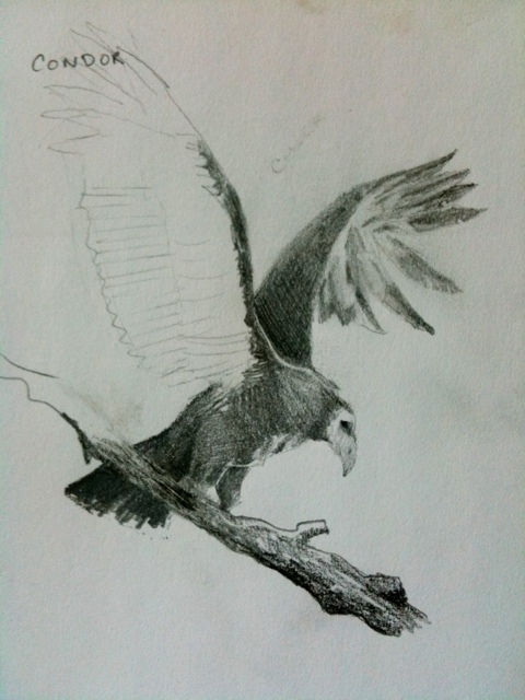 480x640 Condor - Condor Drawing