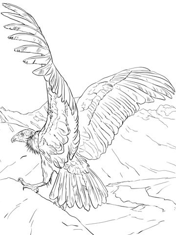360x480 andino dibujo para colorear inca art condor - Condor Drawing