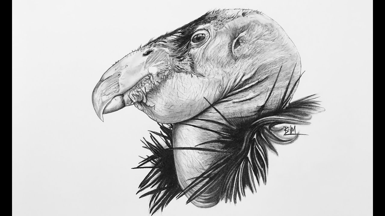 Condor Drawing at Explore collection of Condor Drawing