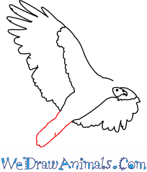 300x350 How To Draw A California Condor - Condor Drawing