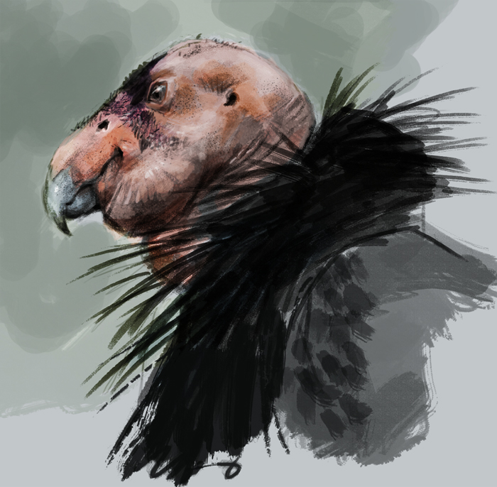 Condor Drawing at Explore collection of Condor Drawing