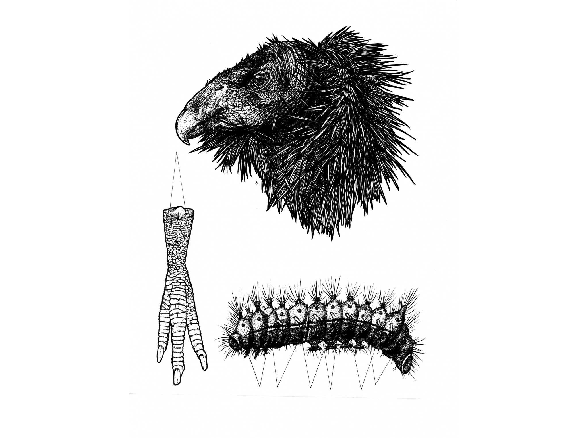 2048x1524 Malus Itineris - Condor Drawing