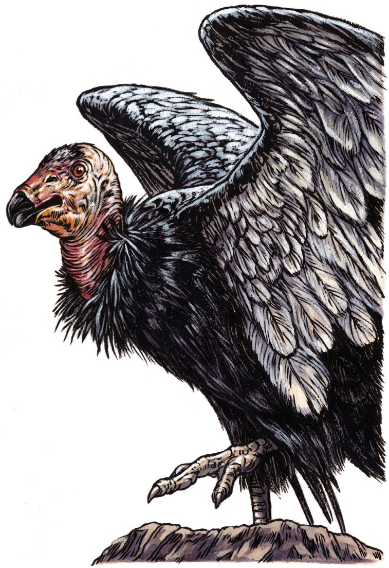 757x1104 The California Condor's Best Shot - Condor Drawing