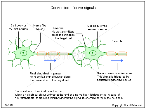 500x375 conduction of nerve signals illustrations - Conduction Drawing