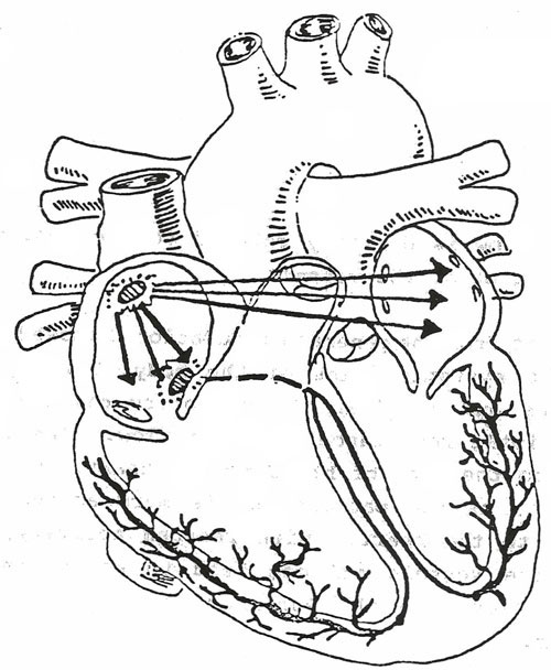 500x608 ekg interpretation - Conduction Drawing