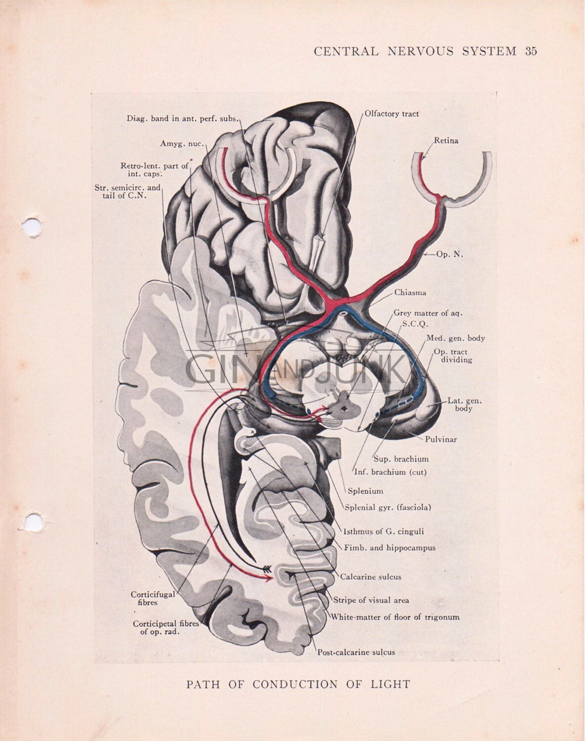 1185x1500 anatomy prints medical drawings - Conduction Drawing