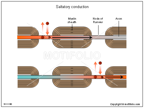 500x375 saltatory conduction illustrations - Conduction Drawing