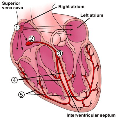 400x406 schematic drawing of the heart conduction system within the right - Conduction Drawing