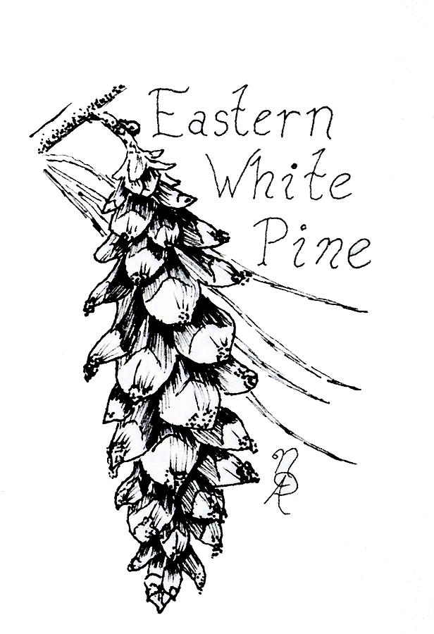616x900 eastern white pine cone on a branch drawing - Cone Drawing