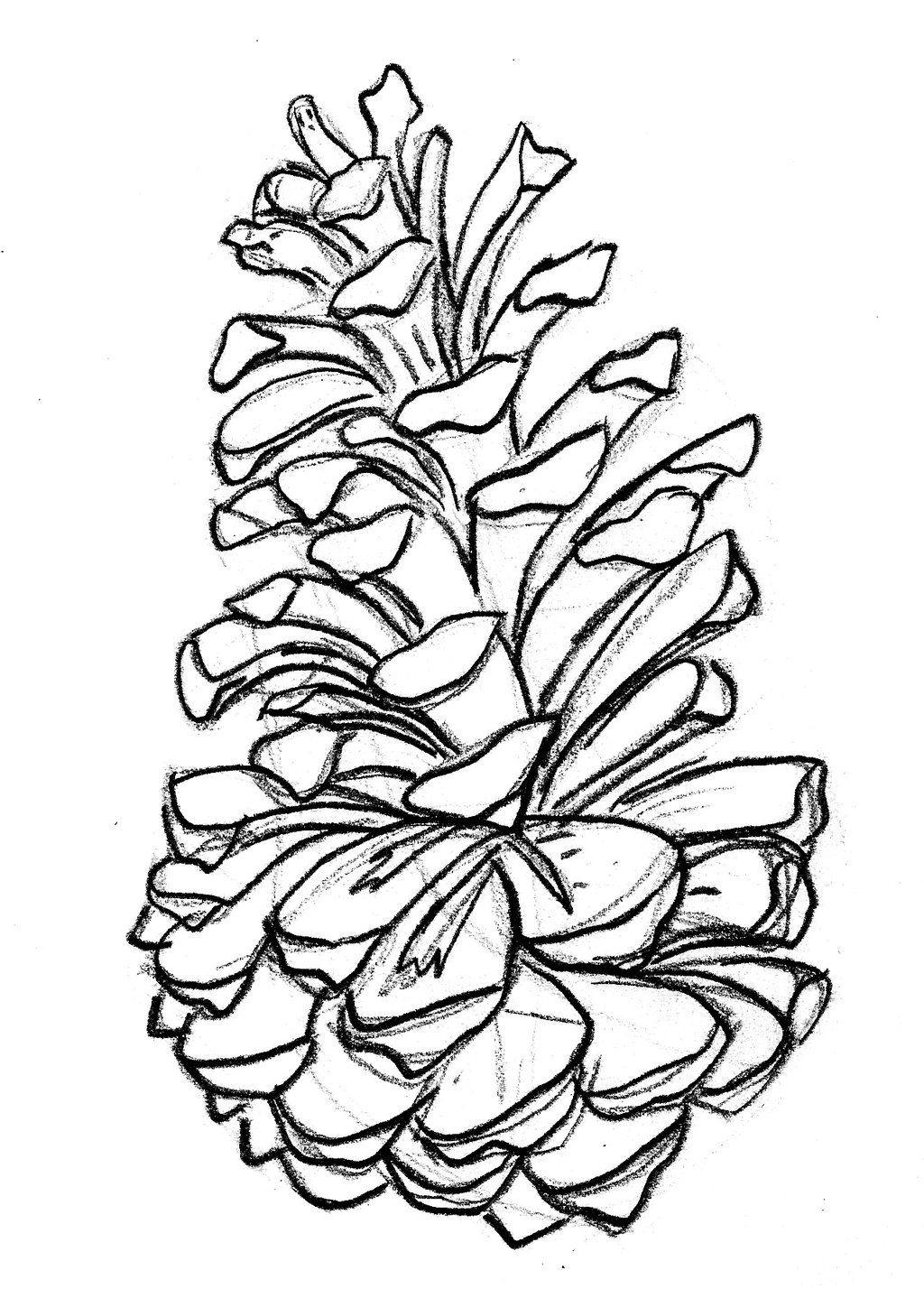 1024x1428 pine cone drawing - Cone Drawing