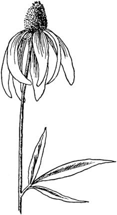 Coneflower Drawing