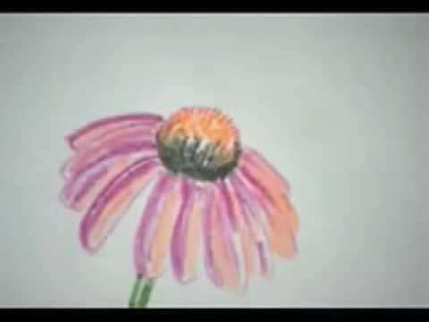 480x360 Cone Flower - Coneflower Drawing