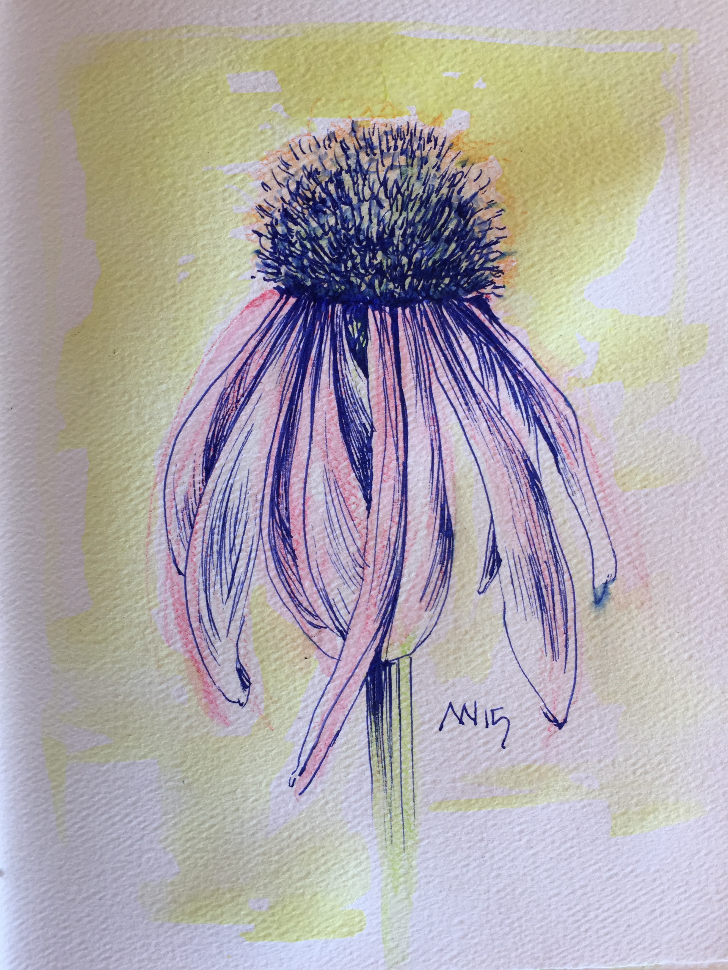 2448x3264 Cone Flowers Art Projects - Coneflower Drawing