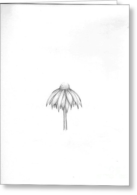 455x646 Coneflower Drawing - Coneflower Drawing
