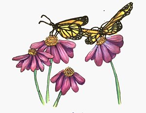 300x231 Coneflower Drawings Fine Art America - Coneflower Drawing