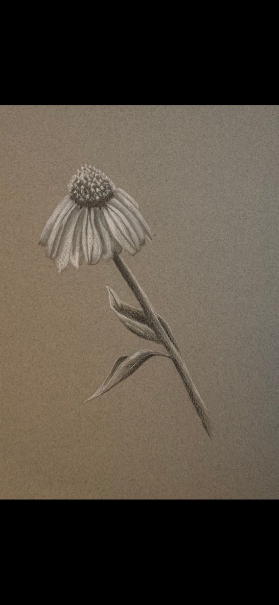 570x1234 Coneflower Pencil Drawing Etsy - Coneflower Drawing