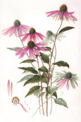 320x480 Echinacea Leaf - Coneflower Drawing