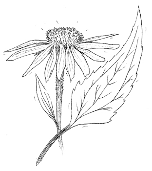 Coneflower Drawing at PaintingValley.com | Explore collection of ...