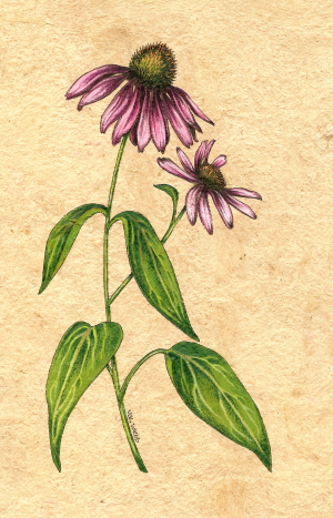 300x467 From The Garden To The Studio Purple Coneflowers - Coneflower Drawing